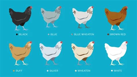 Ameraucana Chicken Breed Guide: Color Chart, Eggs, Size.